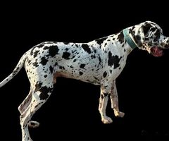 Lucifer 2 year old harlequin great dane for stud