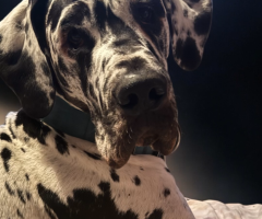 Lucifer 2 year old harlequin great dane for stud