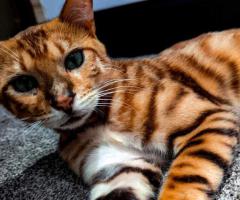 3 year old bengal (SOLD)