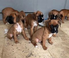 Boxer puppies from health tested parents