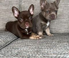 exotic french bulldog puppies 