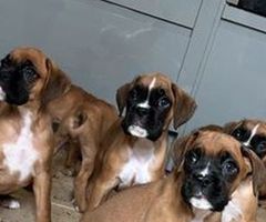 Boxer puppies from health tested parents