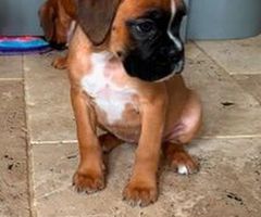 Boxer puppies from health tested parents