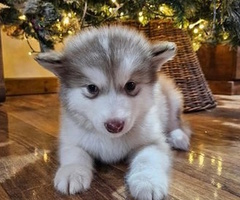 Malamute Pups