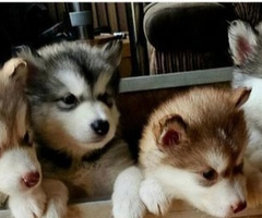 Malamute Pups