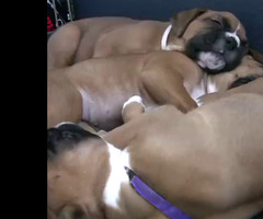 Boxer Puppies! 