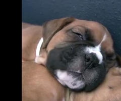 Boxer Puppies! 