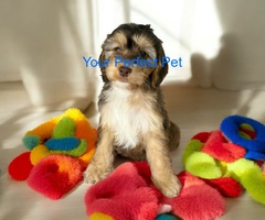 F1 cockapoo puppies READY NOW!! Last 3 remaining