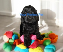 F1 cockapoo puppies READY NOW!! Last 3 remaining