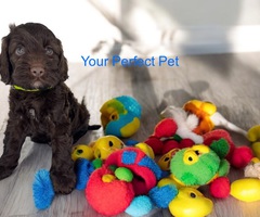F1 cockapoo puppies READY NOW!! Last 3 remaining