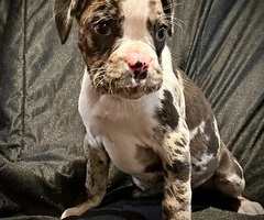 7 week old boxer pups show quality 