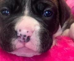 KC  Registered Boxer Pups