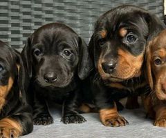 Dachshund Puppies £1000-£1400 check desc