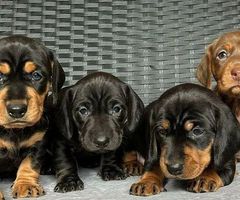 Dachshund Puppies £1000-£1400 check desc