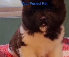 Female Akita Puppy for sale 