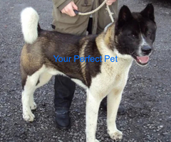 Akita for sale 2 year old male