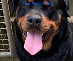 4 year old Rottweiler 